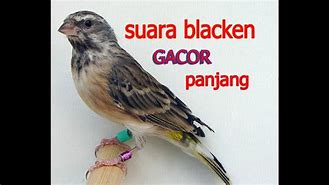 Suara Blacken Gacor